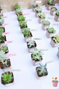 多肉植物席位卡与领位卡 别样清新，浪漫绽放